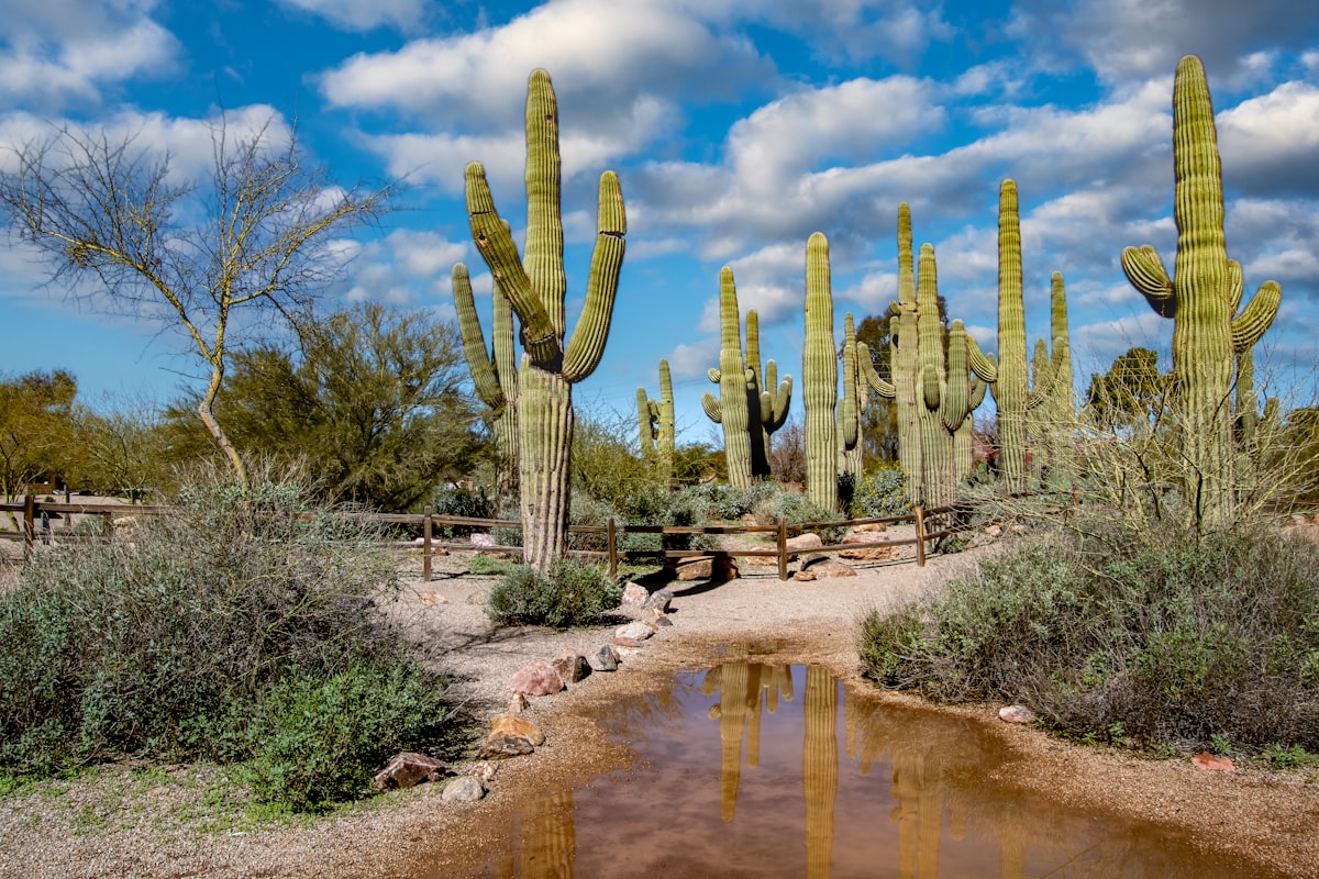Sonoran Desert landscape near Queen Creek, Arizona